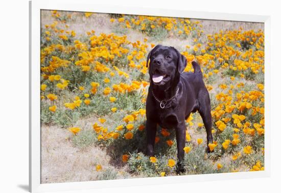 Chocolate Labrador Retriever standing in a field of poppies-Zandria Muench Beraldo-Framed Photographic Print