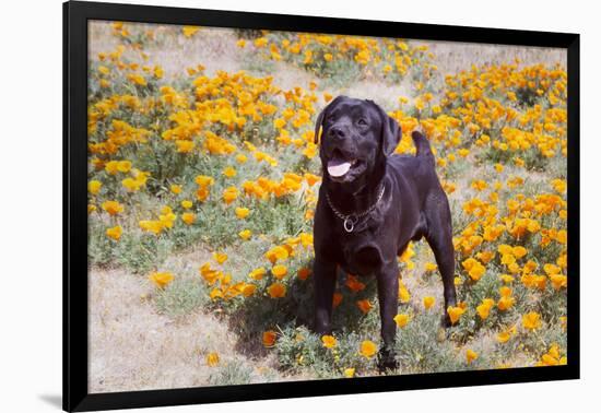 Chocolate Labrador Retriever standing in a field of poppies-Zandria Muench Beraldo-Framed Photographic Print