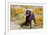 Chocolate Labrador Retriever standing in a field of poppies-Zandria Muench Beraldo-Framed Photographic Print