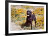 Chocolate Labrador Retriever standing in a field of poppies-Zandria Muench Beraldo-Framed Photographic Print