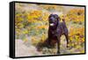Chocolate Labrador Retriever standing in a field of poppies-Zandria Muench Beraldo-Framed Stretched Canvas