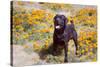 Chocolate Labrador Retriever standing in a field of poppies-Zandria Muench Beraldo-Stretched Canvas