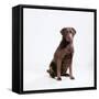 Chocolate Labrador, Sitting-null-Framed Stretched Canvas