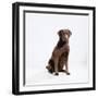 Chocolate Labrador, Sitting-null-Framed Photographic Print