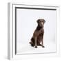 Chocolate Labrador, Sitting-null-Framed Photographic Print