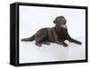 Chocolate Labrador Studio Shot Lying Down-null-Framed Stretched Canvas