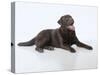 Chocolate Labrador Studio Shot Lying Down-null-Stretched Canvas