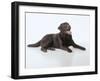 Chocolate Labrador Studio Shot Lying Down-null-Framed Photographic Print