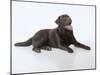 Chocolate Labrador Studio Shot Lying Down-null-Mounted Photographic Print