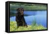 Chocolate Labrador-null-Framed Stretched Canvas