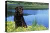 Chocolate Labrador-null-Stretched Canvas