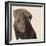 Chocolate Labrador-Emily Burrowes-Framed Premium Giclee Print