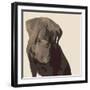 Chocolate Labrador-Emily Burrowes-Framed Premium Giclee Print