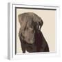 Chocolate Labrador-Emily Burrowes-Framed Premium Giclee Print