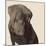 Chocolate Labrador-Emily Burrowes-Mounted Premium Giclee Print