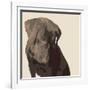 Chocolate Labrador-Emily Burrowes-Framed Premium Giclee Print