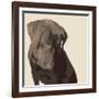 Chocolate Labrador-Emily Burrowes-Framed Premium Giclee Print