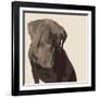 Chocolate Labrador-Emily Burrowes-Framed Premium Giclee Print