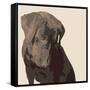 Chocolate Labrador-Emily Burrowes-Framed Stretched Canvas