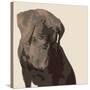 Chocolate Labrador-Emily Burrowes-Stretched Canvas