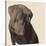 Chocolate Labrador-Emily Burrowes-Stretched Canvas