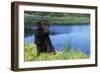 Chocolate Labrador-null-Framed Photographic Print