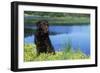 Chocolate Labrador-null-Framed Photographic Print