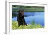 Chocolate Labrador-null-Framed Photographic Print