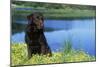 Chocolate Labrador-null-Mounted Photographic Print