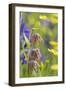 Chocolate Lily II-Kathy Mahan-Framed Photographic Print