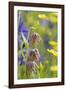 Chocolate Lily II-Kathy Mahan-Framed Photographic Print