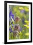 Chocolate Lily II-Kathy Mahan-Framed Photographic Print