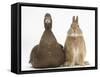 Chocolate Muscovy Duck and Netherland Dwarf-Cross Rabbit-Mark Taylor-Framed Stretched Canvas