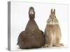 Chocolate Muscovy Duck and Netherland Dwarf-Cross Rabbit-Mark Taylor-Stretched Canvas