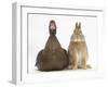 Chocolate Muscovy Duck and Netherland Dwarf-Cross Rabbit-Mark Taylor-Framed Photographic Print
