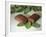 Chocolate Nutrition Bar on Mint Leaves-Chris Rogers-Framed Photographic Print