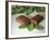 Chocolate Nutrition Bar on Mint Leaves-Chris Rogers-Framed Photographic Print