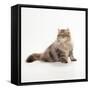 Chocolate Persian Tabby Cat-null-Framed Stretched Canvas