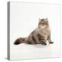 Chocolate Persian Tabby Cat-null-Stretched Canvas