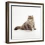 Chocolate Persian Tabby Cat-null-Framed Photographic Print