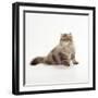 Chocolate Persian Tabby Cat-null-Framed Photographic Print