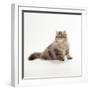 Chocolate Persian Tabby Cat-null-Framed Photographic Print