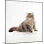 Chocolate Persian Tabby Cat-null-Mounted Photographic Print