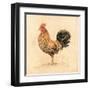 Chocolate Plumage Detail-Chad Barrett-Framed Art Print