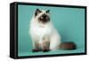 Chocolate Point Persian Cat-null-Framed Stretched Canvas