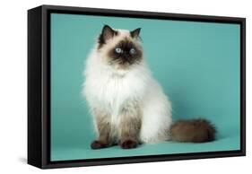 Chocolate Point Persian Cat-null-Framed Stretched Canvas