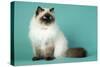 Chocolate Point Persian Cat-null-Stretched Canvas