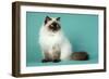 Chocolate Point Persian Cat-null-Framed Photographic Print