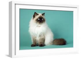 Chocolate Point Persian Cat-null-Framed Photographic Print