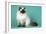 Chocolate Point Persian Cat-null-Framed Photographic Print